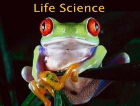 frog